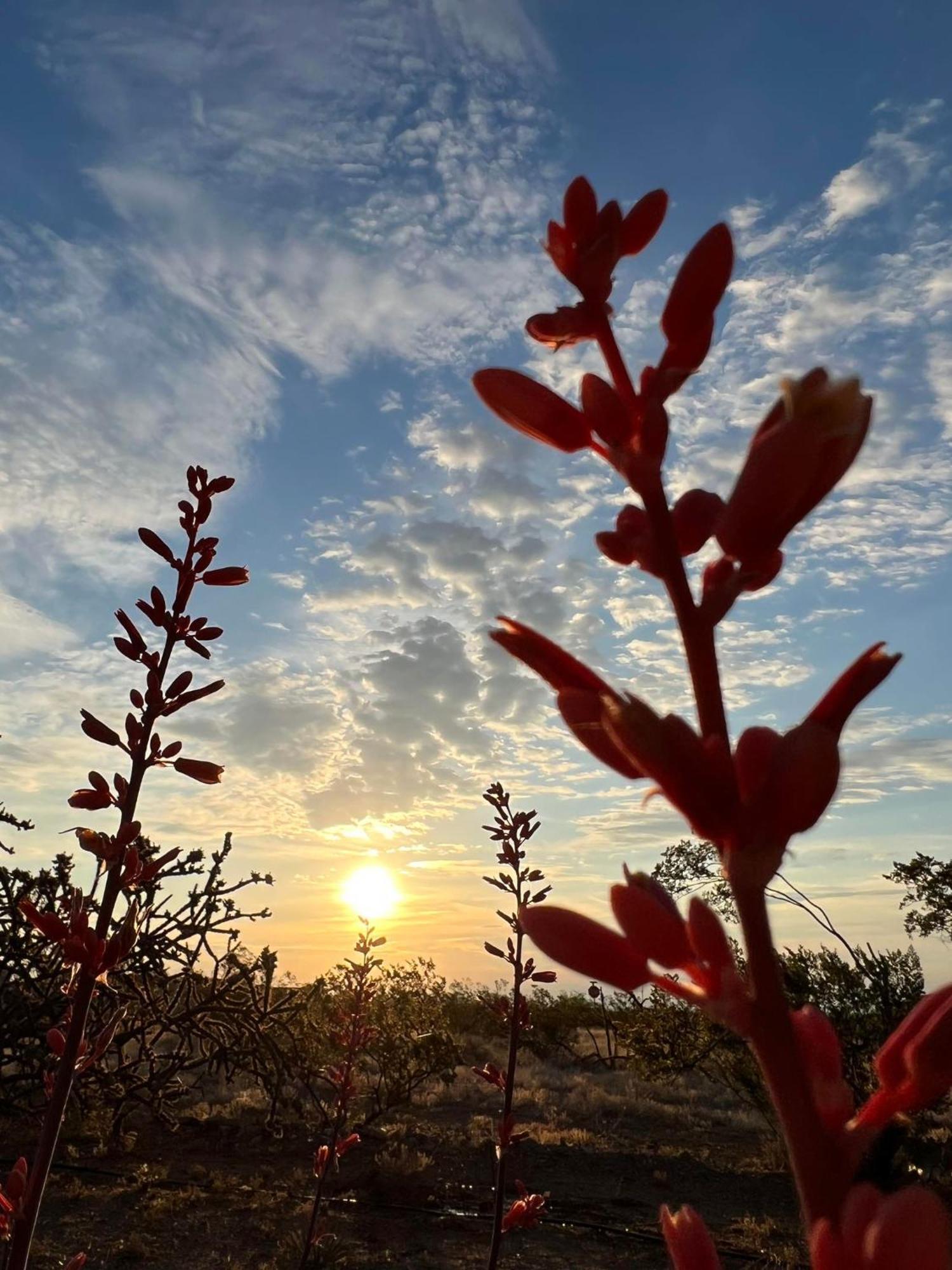 Hole In The Wall Getaway - Usa Mexico Border Bed And Breakfast Columbus Exteriör bild