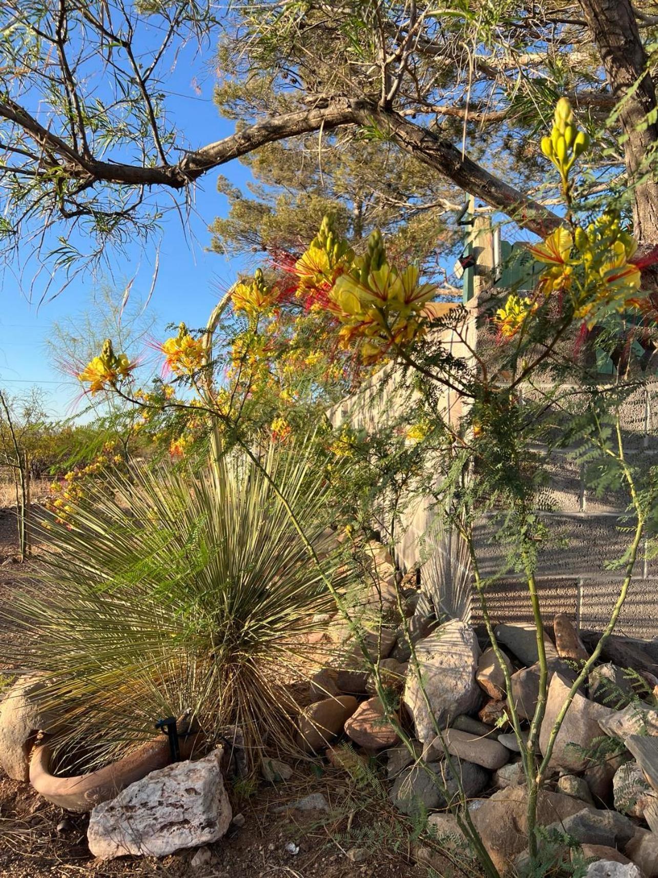 Hole In The Wall Getaway - Usa Mexico Border Bed And Breakfast Columbus Exteriör bild