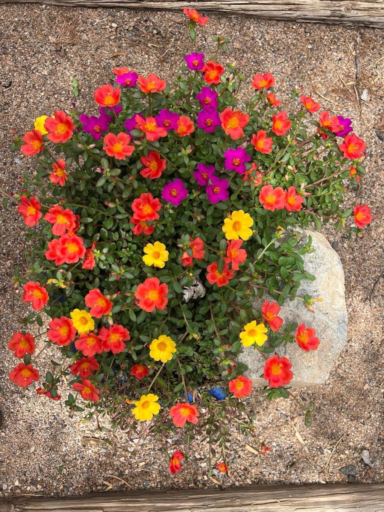Hole In The Wall Getaway - Usa Mexico Border Bed And Breakfast Columbus Exteriör bild